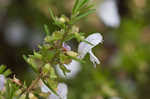 Apalachicola false rosemary